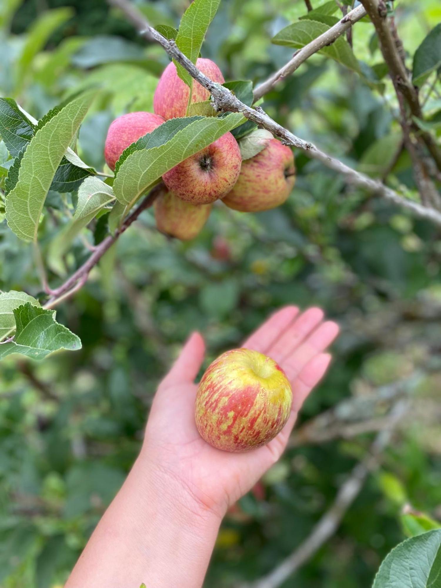 Chales Fazenda Floresta Das Araucarias Cunha Ngoại thất bức ảnh